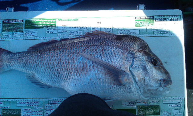 FAT Snapper